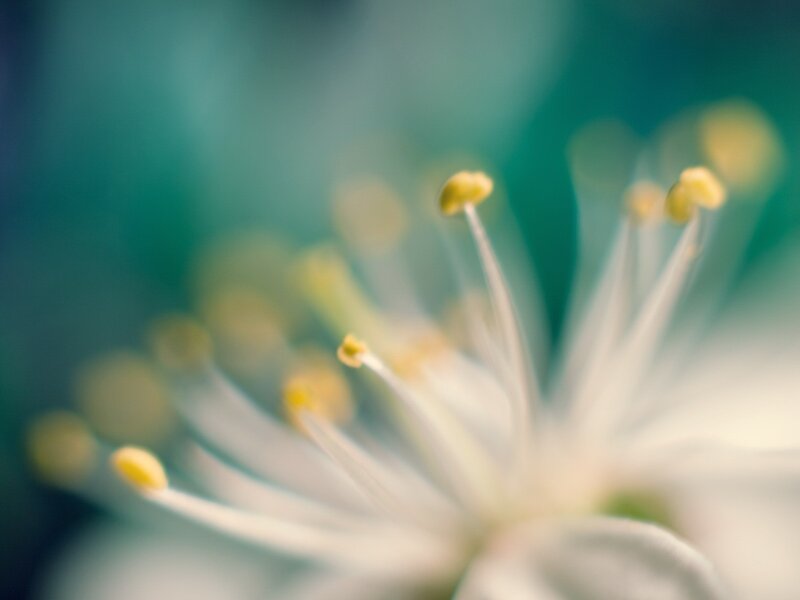 Close-up of Flower Stamens — White