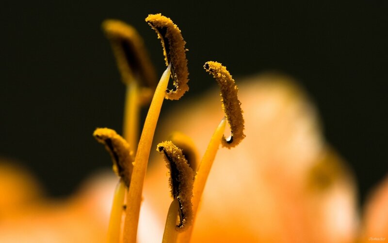 Close-up of Flower Stamens — Yellow, Dramatic