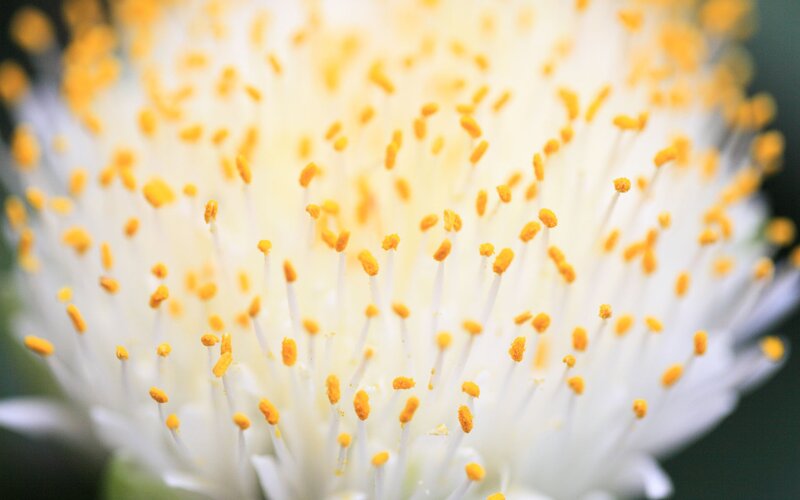 Close-up of Flower Stamens — Yellow