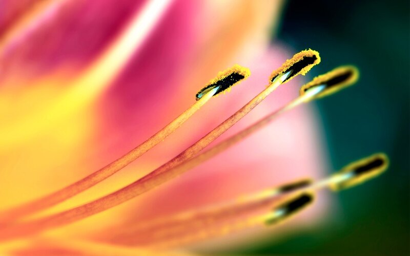 Close-up of Flower Stamens — Yellow, Vibrant