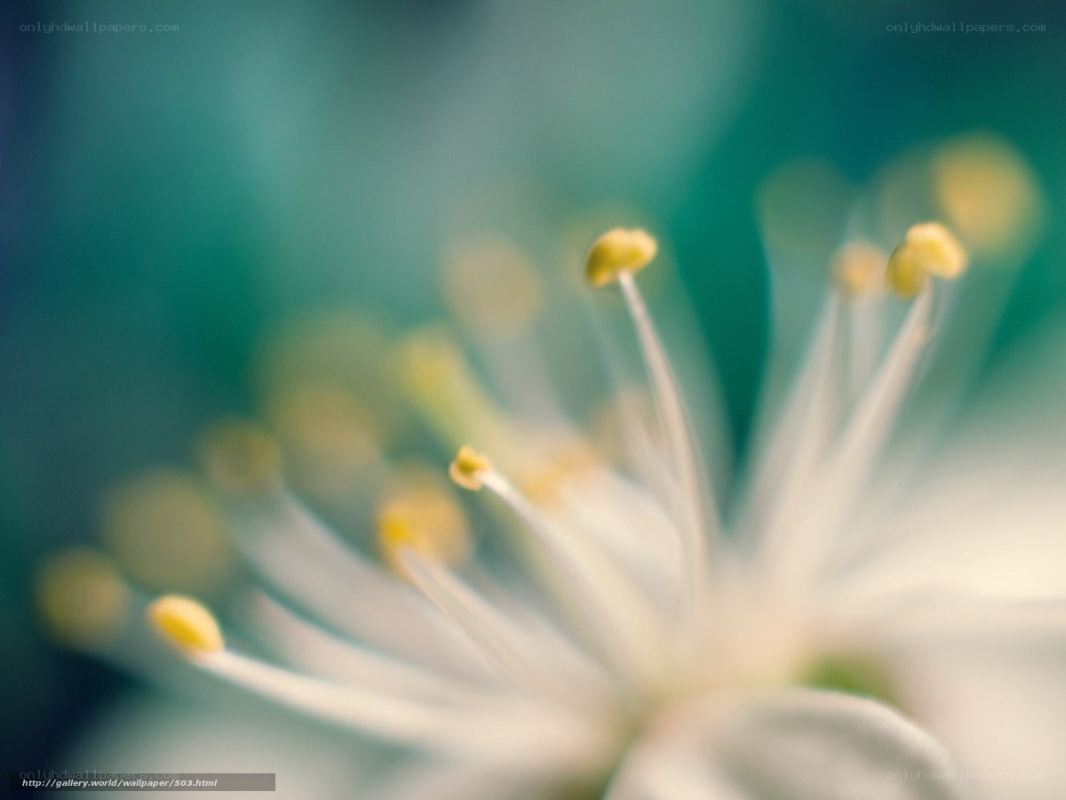 Close-up of flower stamens