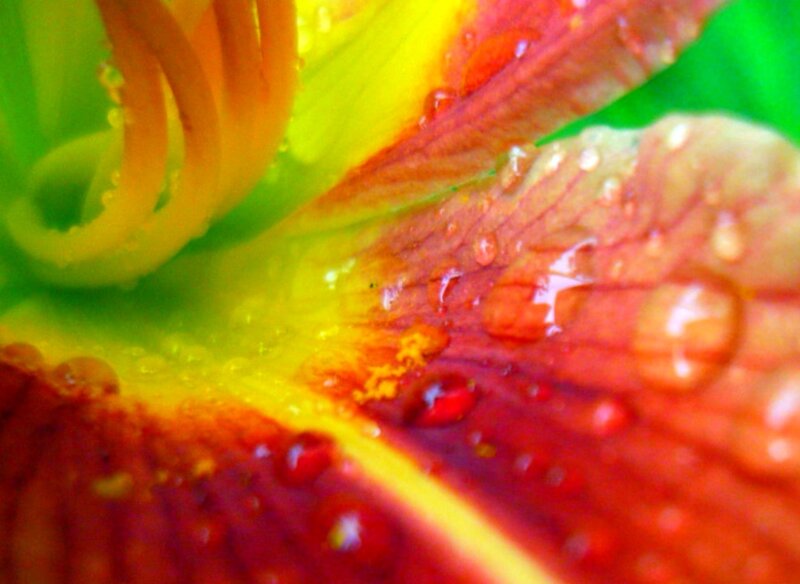 Close-up of flower with water droplets