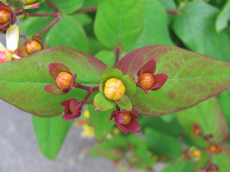 close-up of flowering plant