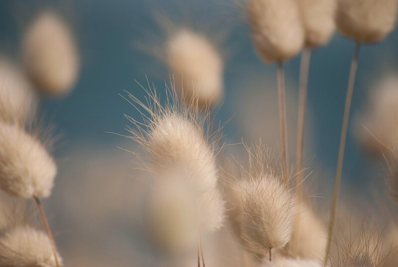 Close-up of fluffy grass seed heads