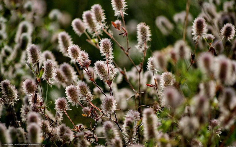 Close-up of fluffy white flowers