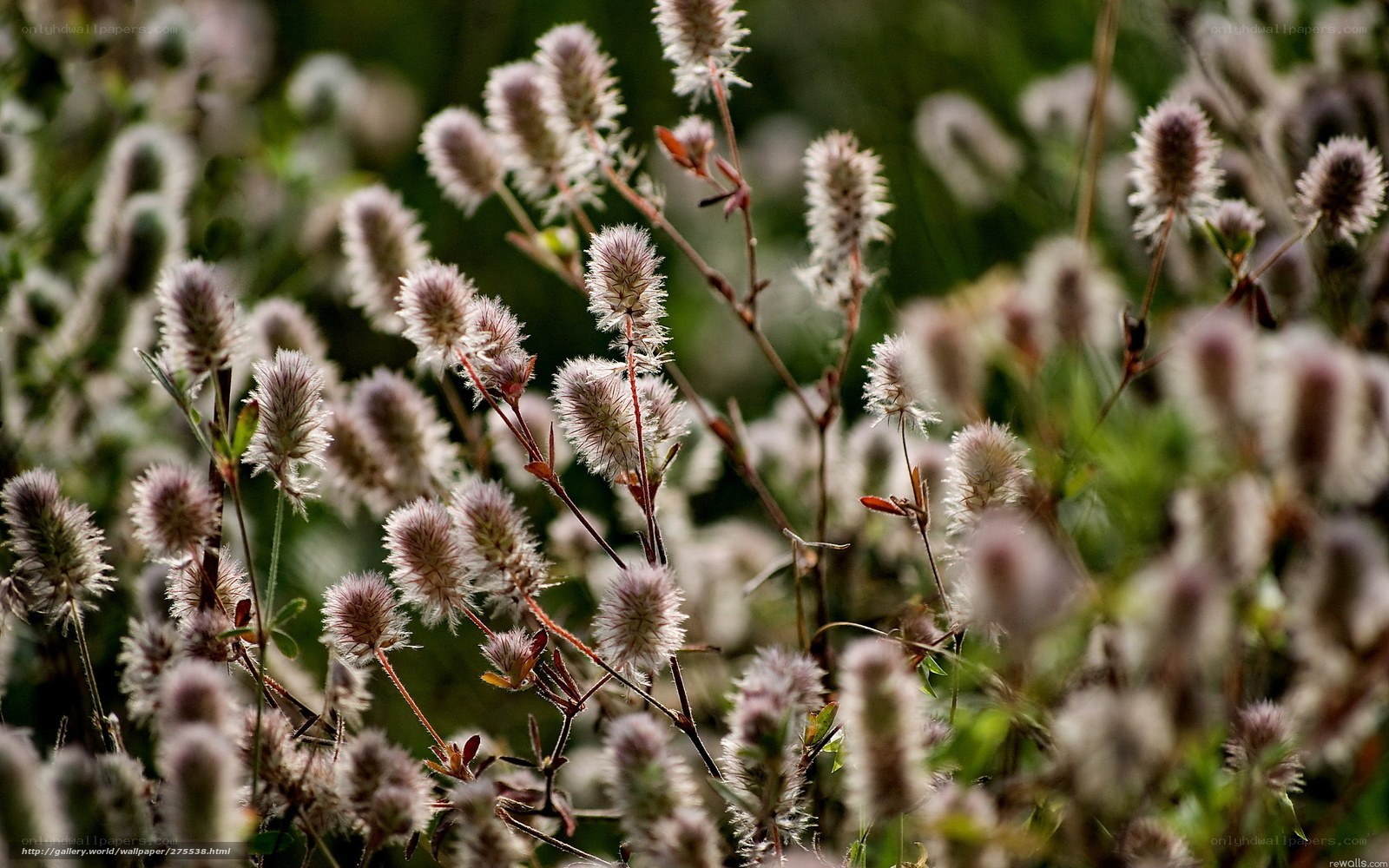 Close-up of fluffy white flowers