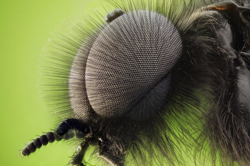 Close-up of Fly Eye — Green