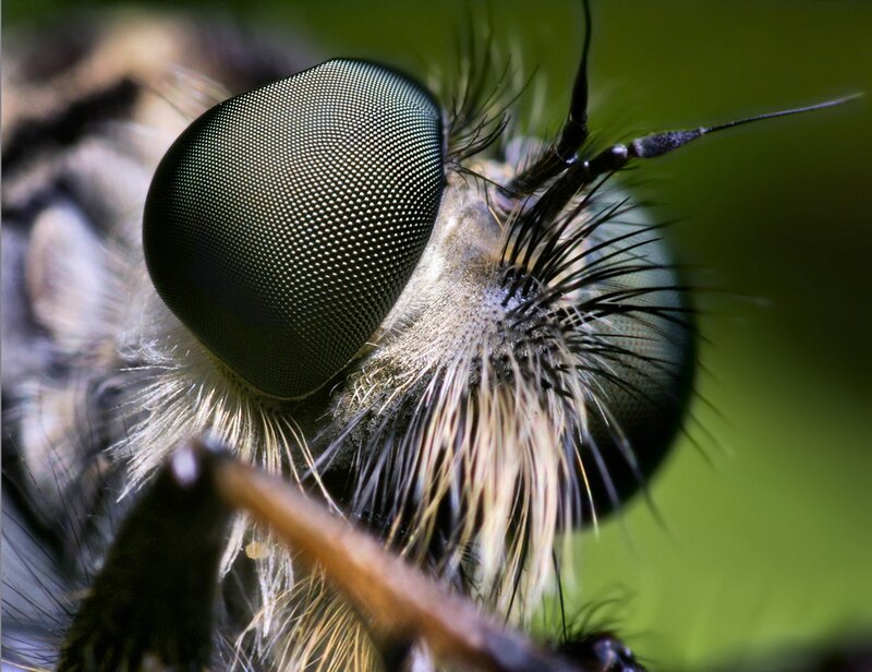 Close-up of Fly Eye