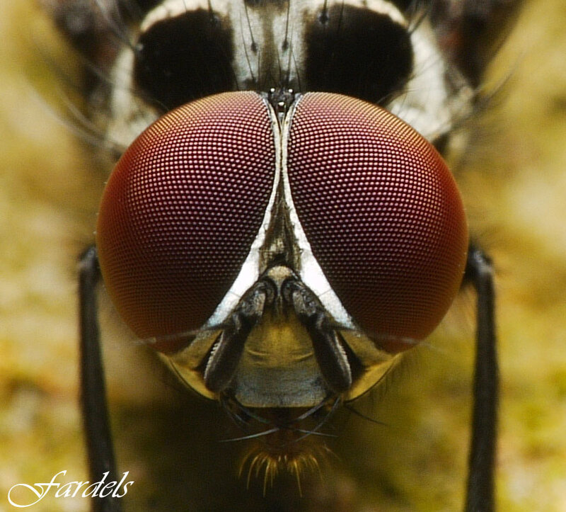 close-up of fly eyes