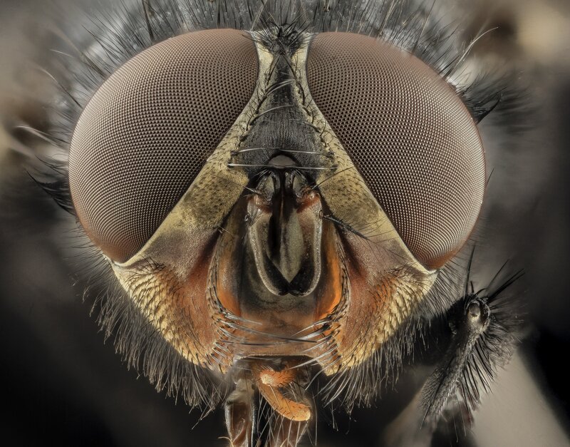 Close-up of Fly Head — Brown, Detailed, Photograph