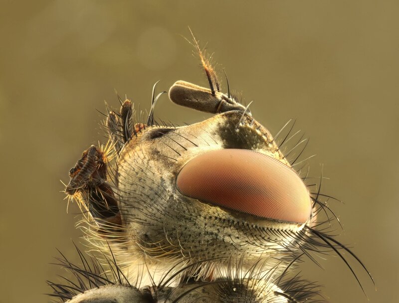 Close-up of Fly Head — Brown, Detailed