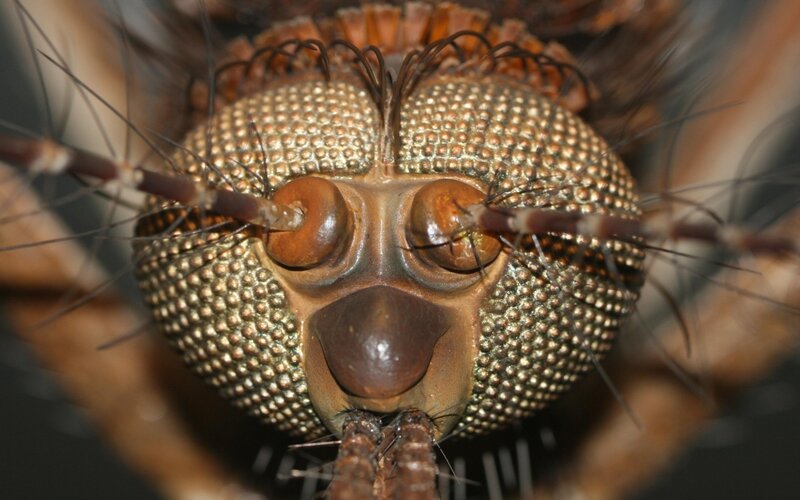 Close-up of Fly Head — Brown