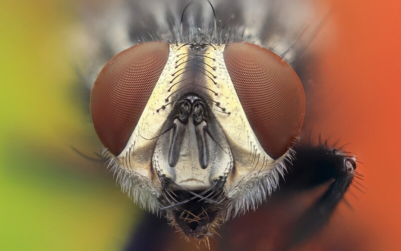 Close-up of Fly Head — Red