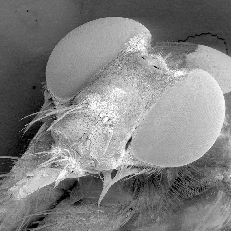 close-up of fly head