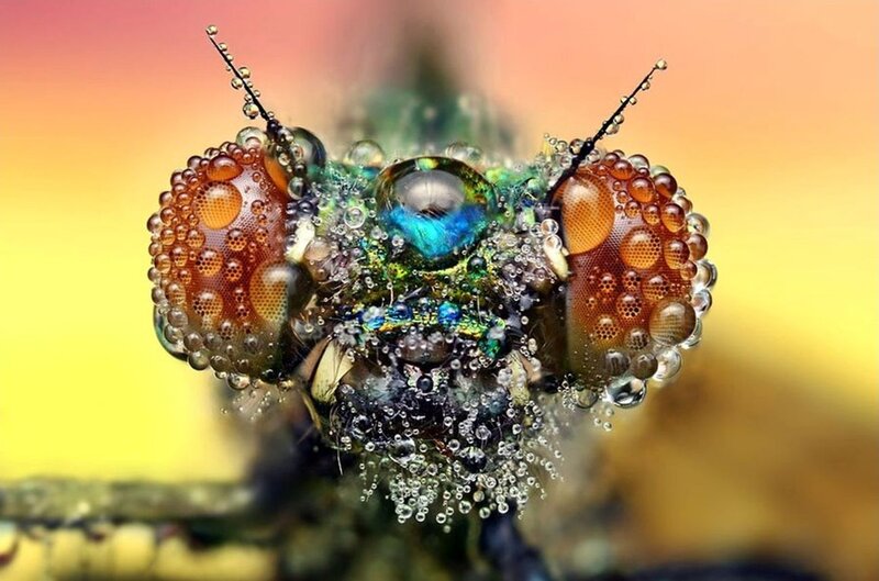 Close-up of Fly Head — Yellow, Dramatic