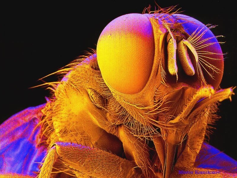 Close-up of Fly Head — Yellow