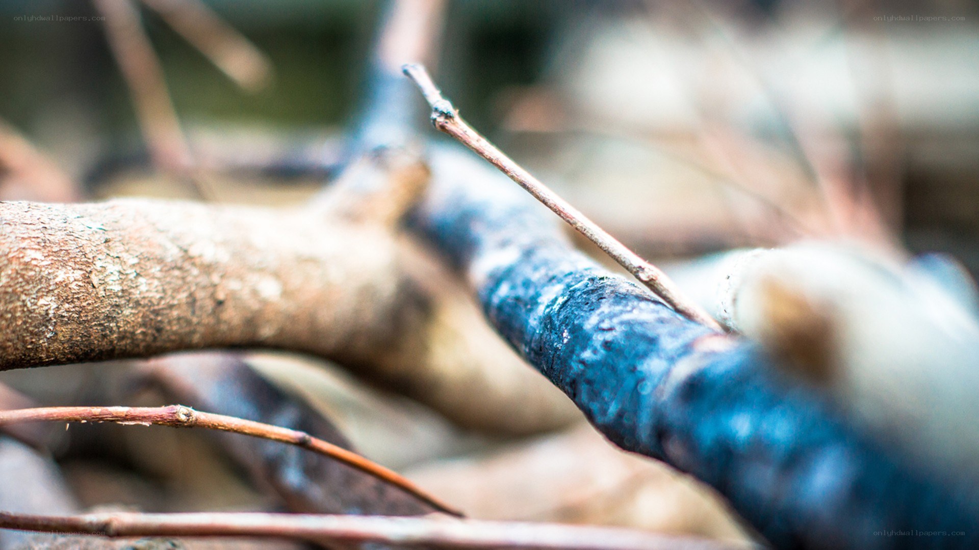 Close-up of forest twigs