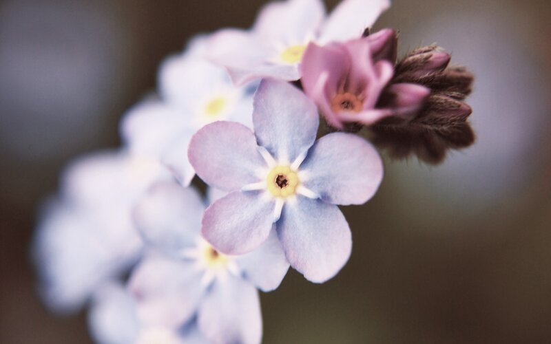 close-up of forget-me-not flowers