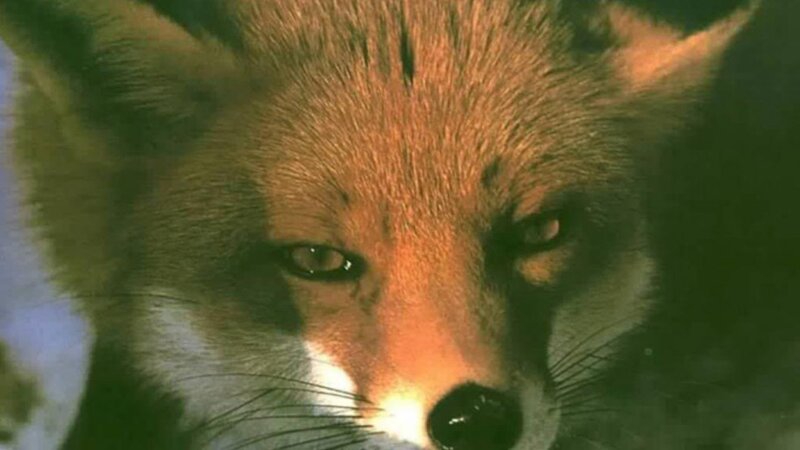 Close-up of Fox Face