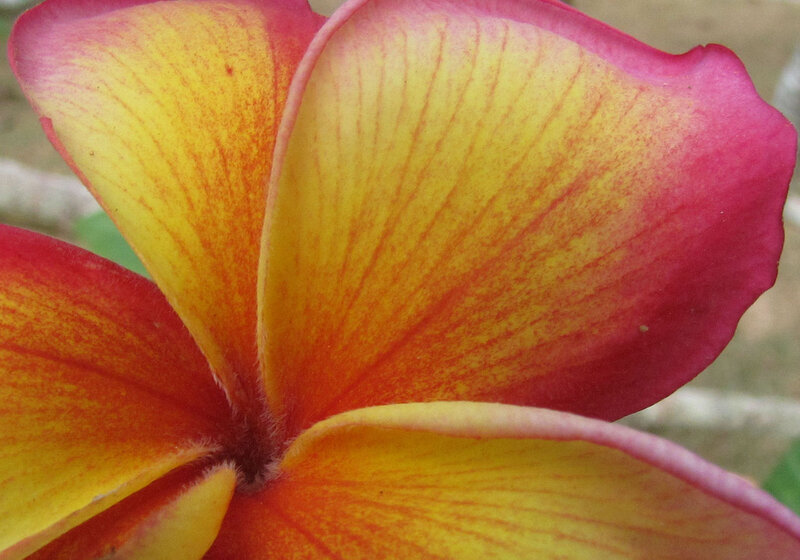 Close-up of Frangipani Flower