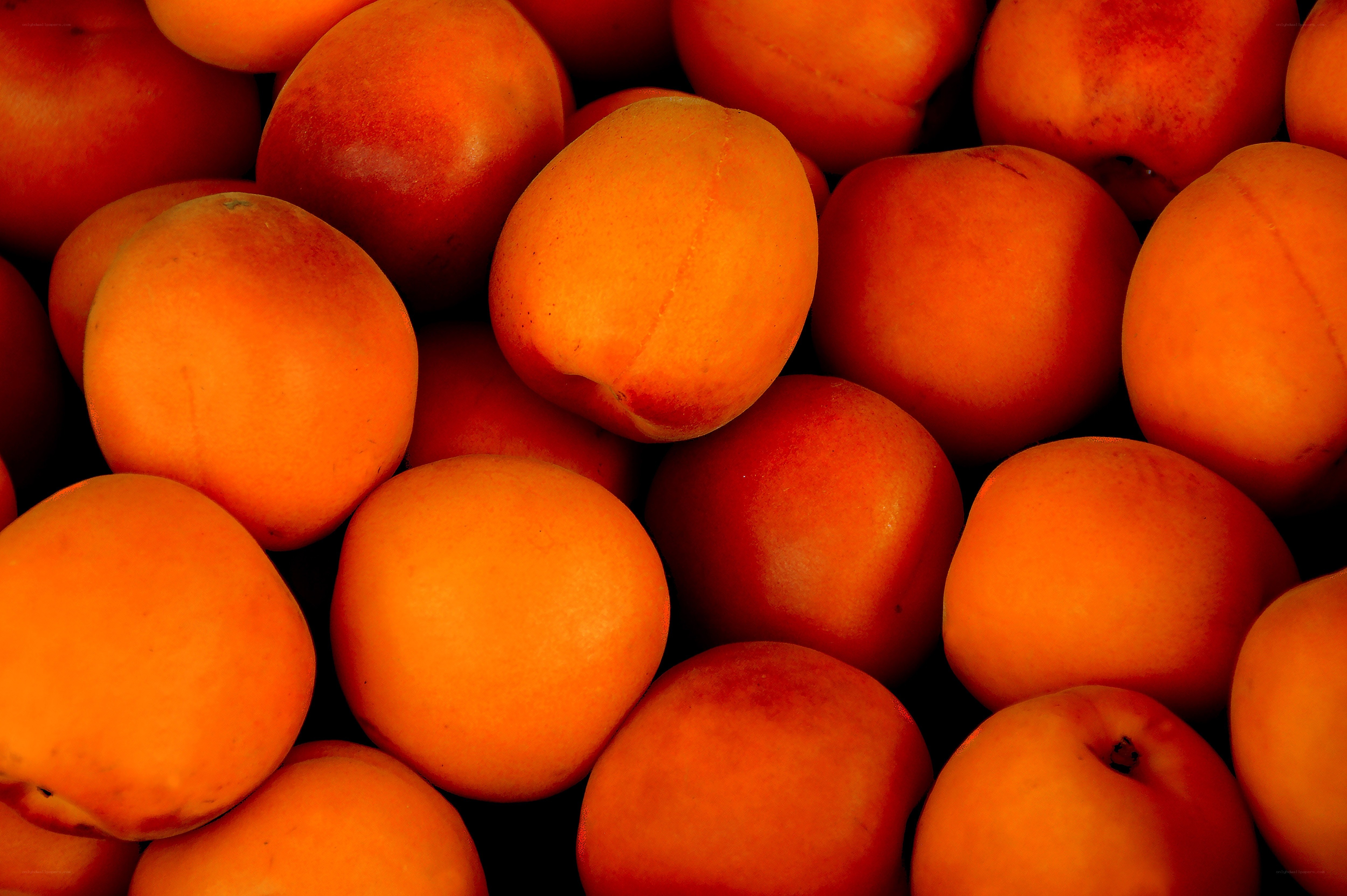 Close-up of fresh apricots
