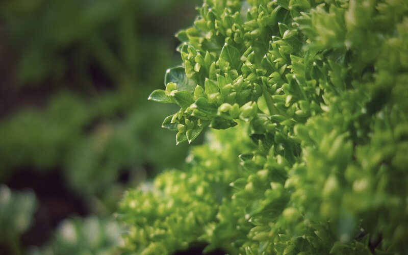 close-up of fresh parsley