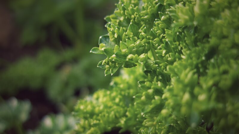 close-up of fresh parsley
