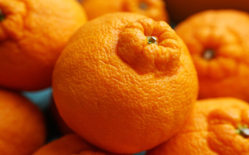 close-up of fresh tangerines