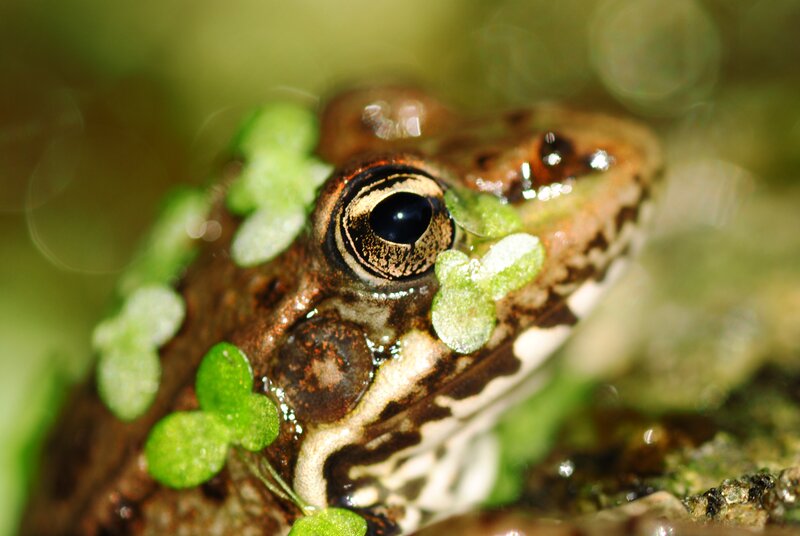 Close-up of Frog Eye — Green, Natural