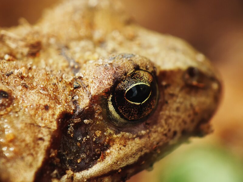 Close-up of Frog Eye