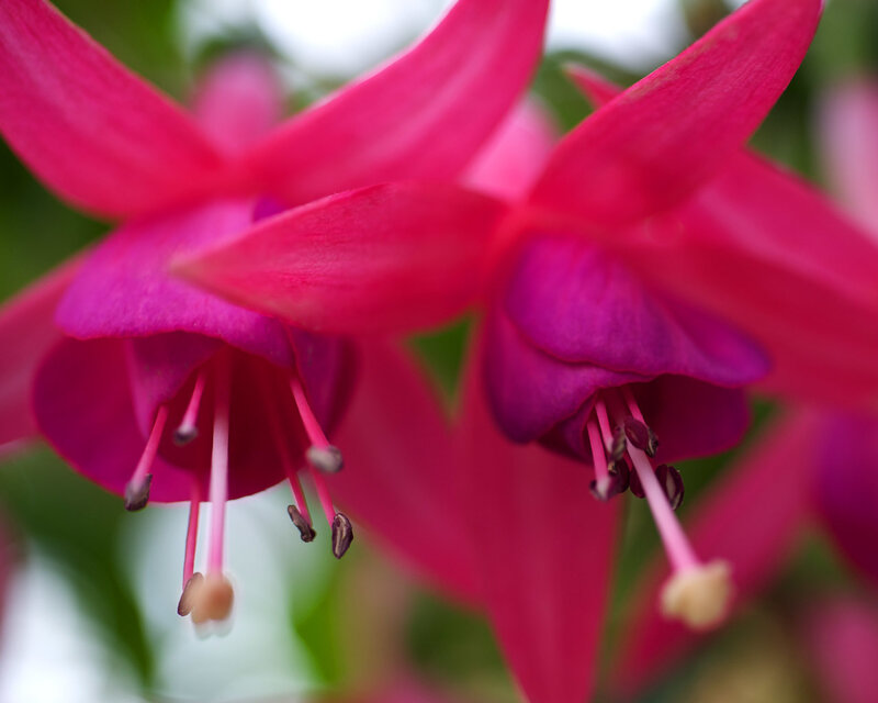 Close-up of fuchsia flowers
