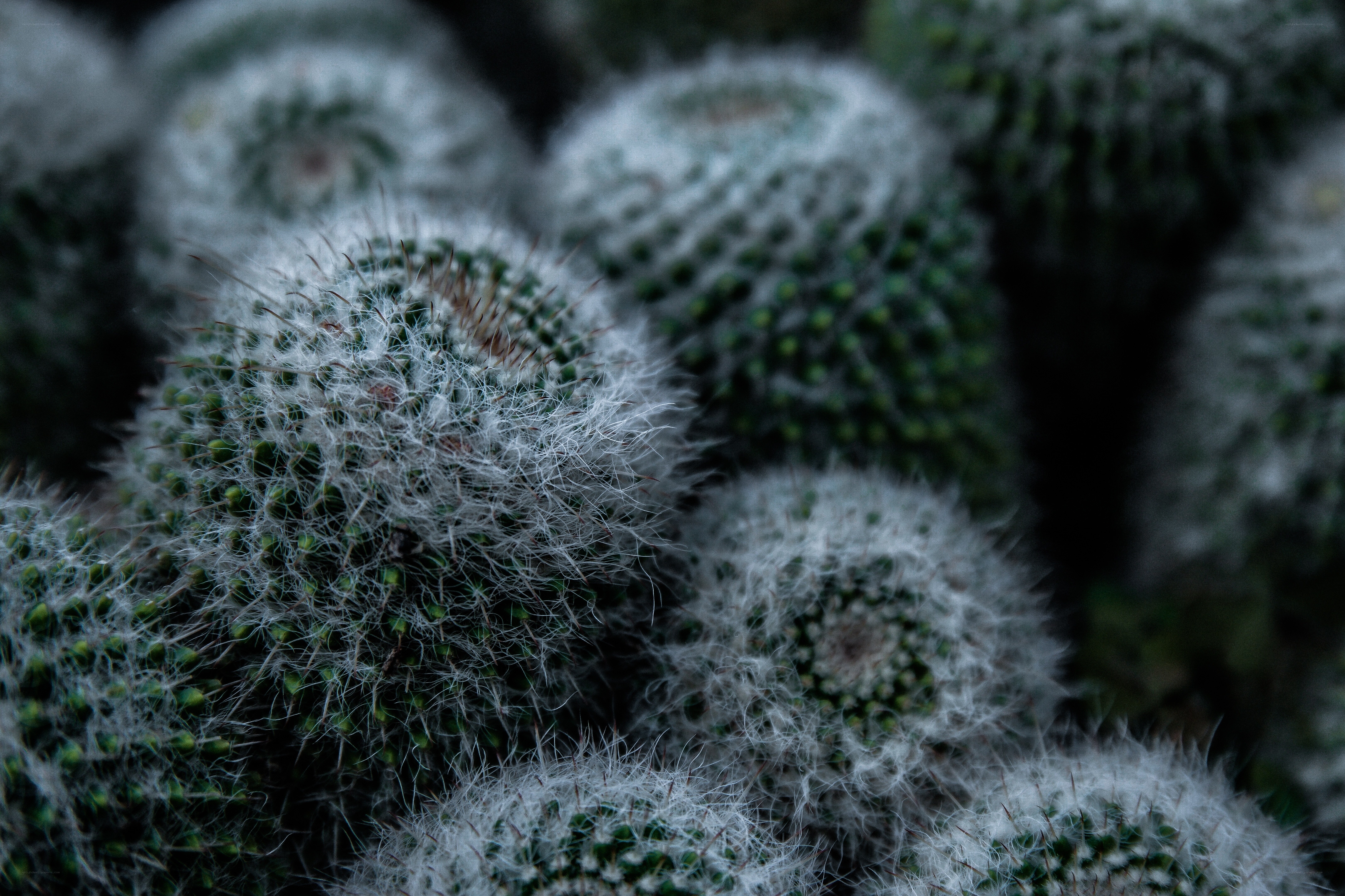 Close-up of fuzzy cacti