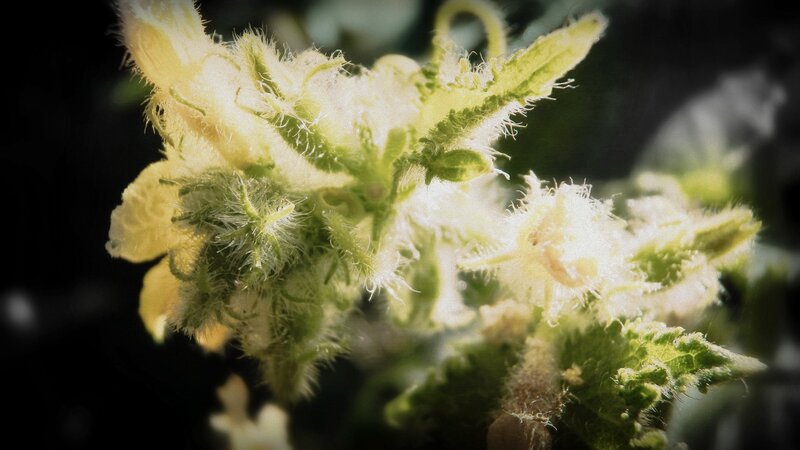 Close-up of Fuzzy Flower