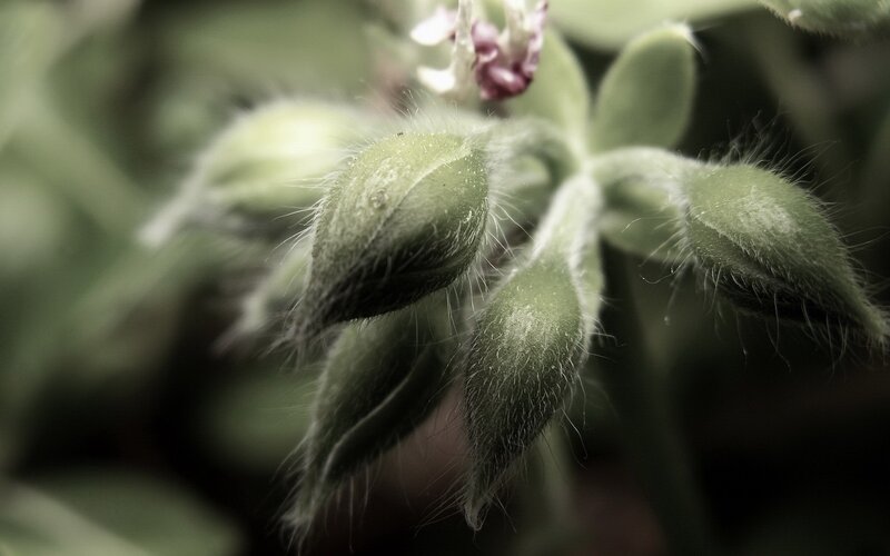 Close-up of fuzzy green buds
