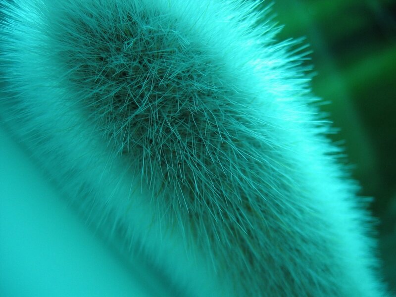 Close-up of Fuzzy Plant