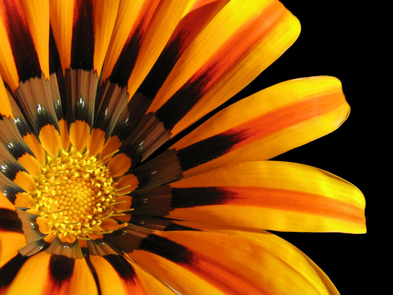 Close-up of Gazania Flower