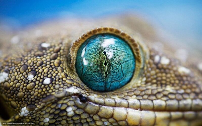 Close-up of Gecko Eye — Blue