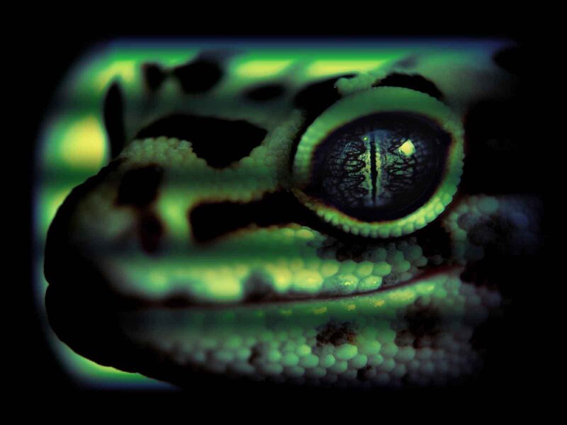 Close-up of Gecko Eye — Green, Dramatic