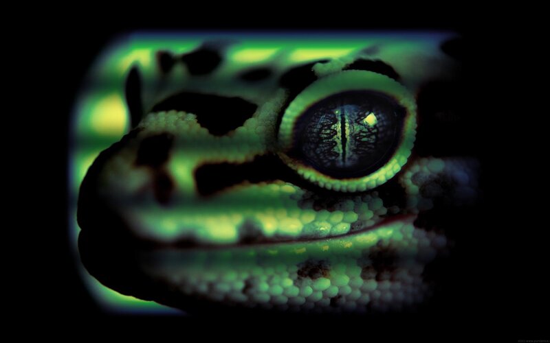 Close-up of Gecko Eye — Green