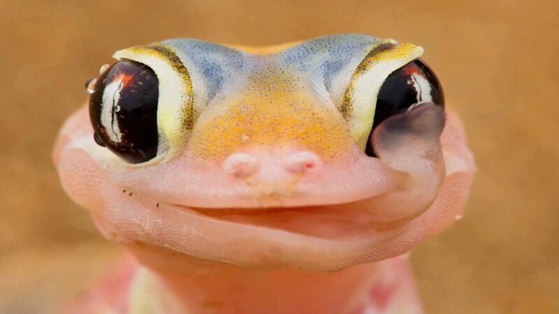 Close-up of Gecko Face — Yellow
