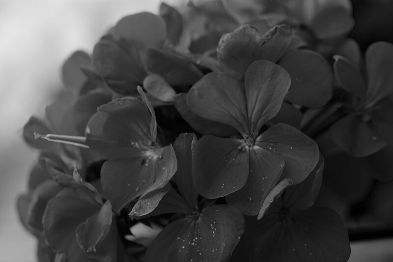 Close-up of Geranium Flowers