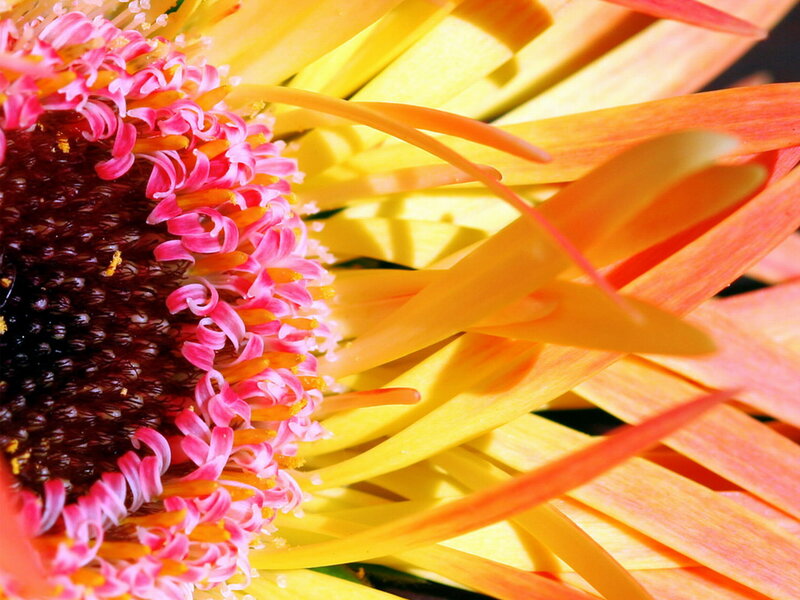 Close-up of Gerbera Daisy