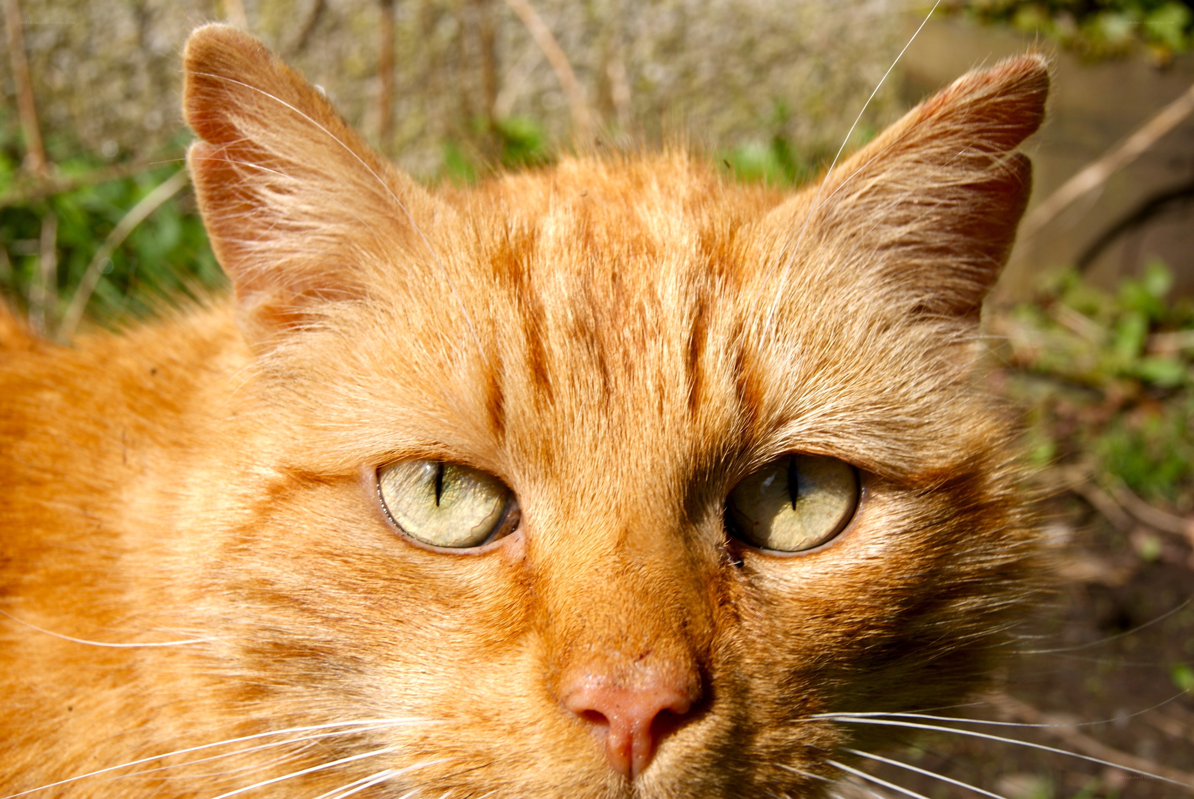 close-up of ginger cat