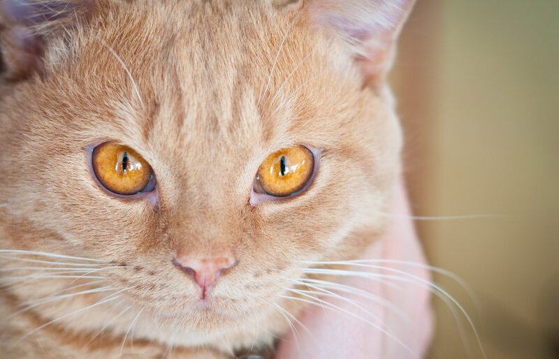 close-up of ginger cat