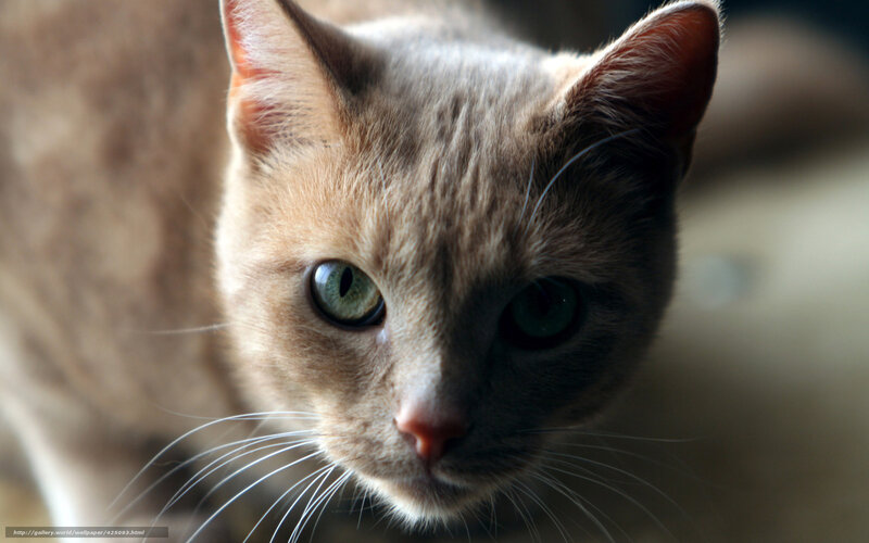 Close-up of Ginger Cat — Brown