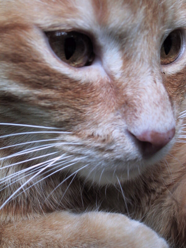 close-up of ginger cat face