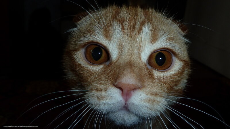 Close-up of Ginger Cat — Orange, Intense, Night