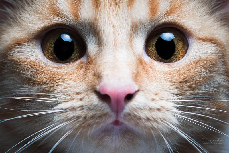 Close-up of Ginger Cat — Orange, Intense, Photograph, Eyes