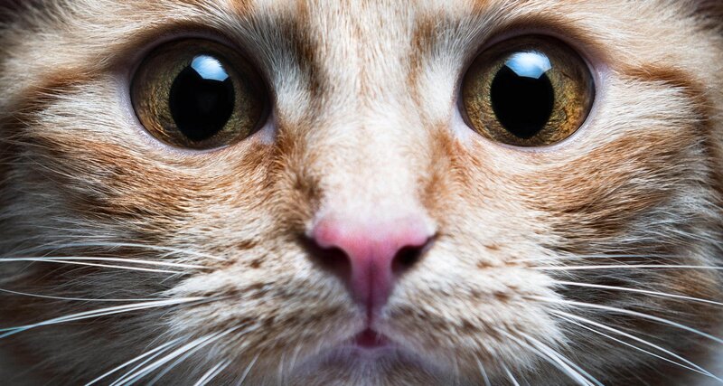 Close-up of Ginger Cat — Orange, Intense