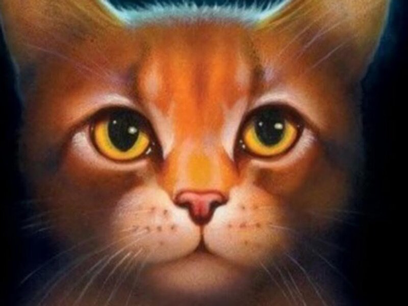 Close-up of Ginger Cat — Orange